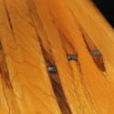 Tapped Maple Serving Tray - Image 4